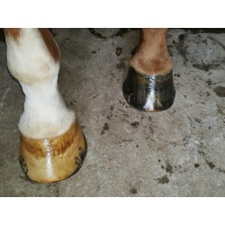 Onguent noir : hydrate la corne du cheval et protège de l'humidité